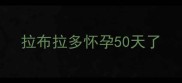 拉布拉多怀孕50天了