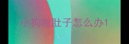 小狗啦肚子怎么办