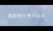 我家哈士奇不玩球