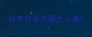 拉布拉多在哪大小便
