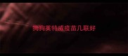 狗狗英特威疫苗几联好