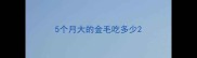 5个月大的金毛吃多少