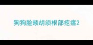 狗狗脸颊胡须根部疙瘩