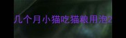几个月小猫吃猫粮用泡