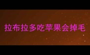 拉布拉多吃苹果会掉毛