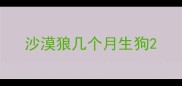 沙漠狼几个月生狗