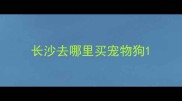 长沙去哪里买宠物狗