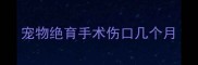 宠物绝育手术伤口几个月