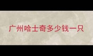 广州哈士奇多少钱一只