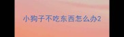 小狗子不吃东西怎么办