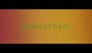 金毛幼犬几个月长牙