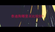 泰迪狗哪里买比较好