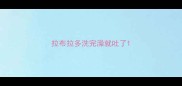 拉布拉多洗完澡就吐了