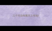 三个月边牧尾巴上毛短