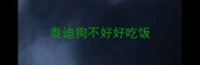 泰迪狗不好好吃饭