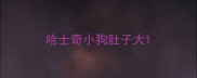 哈士奇小狗肚子大