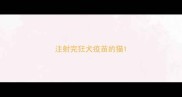 注射完狂犬疫苗的猫