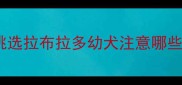 挑选拉布拉多幼犬注意哪些