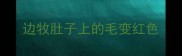 边牧肚子上的毛变红色