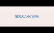 银狐犬几个月好训