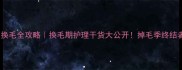 拉布拉多换毛全攻略换毛期护理干货大公开掉毛季终结者在此