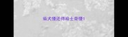 柴犬傻还得哈士奇傻