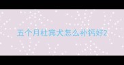 五个月杜宾犬怎么补钙好