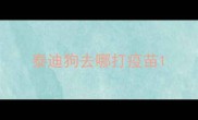 泰迪狗去哪打疫苗