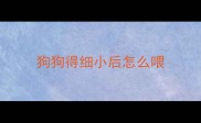 狗狗得细小后怎么喂