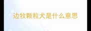 边牧颗粒犬是什么意思