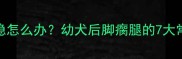 泰迪犬后肢无力走路不稳怎么办幼犬后脚瘸腿的7大常见原因及紧急处理指南
