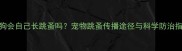 小狗会自己长跳蚤吗宠物跳蚤传播途径与科学防治指南
