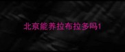北京能养拉布拉多吗