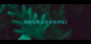 纯种拉布拉多的毛特征