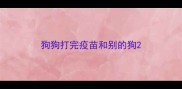 狗狗打完疫苗和别的狗