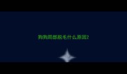狗狗局部脱毛什么原因