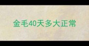 金毛40天多大正常