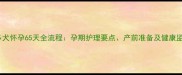 拉布拉多犬怀孕65天全流程孕期护理要点产前准备及健康监测指南