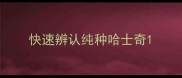 快速辨认纯种哈士奇
