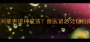 小泰迪犬咳嗽期间能否接种疫苗兽医紧急处理指南与疫苗接种全