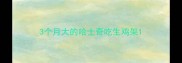 3个月大的哈士奇吃生鸡架