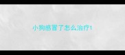 小狗感冒了怎么治疗