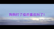 狗狗打了疫苗喜欢叫了