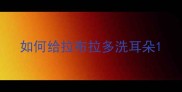 如何给拉布拉多洗耳朵