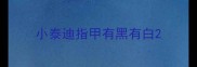 小泰迪指甲有黑有白