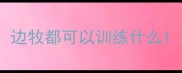 边牧都可以训练什么