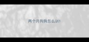 两个月狗狗怎么训