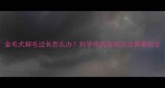 金毛犬脚毛过长怎么办科学修剪指南与注意事项全