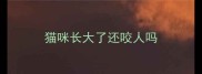 猫咪长大了还咬人吗