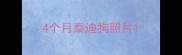 4个月泰迪狗照片